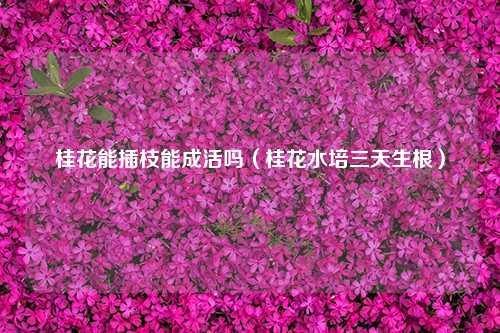 桂花能插枝能成活吗（桂花水培三天生根） 花卉