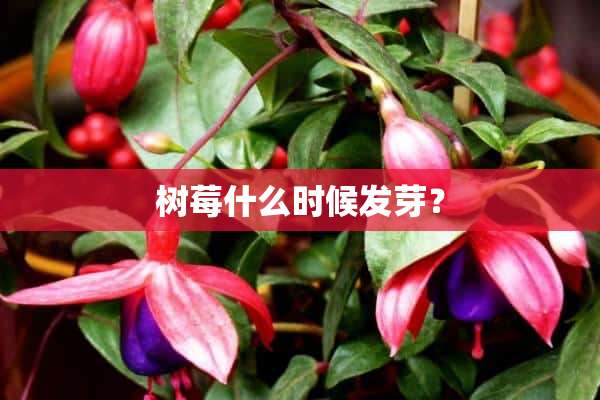 树莓什么时候发芽？