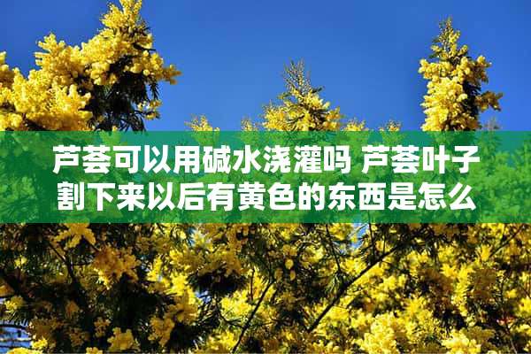 芦荟可以用碱水浇灌吗 芦荟叶子割下来以后有黄色的东西是怎么回事