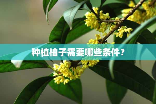 种植柚子需要哪些条件？