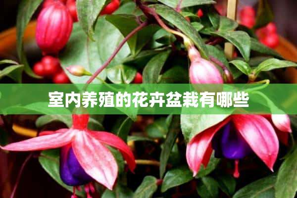 室内养殖的花卉盆栽有哪些