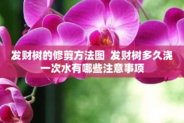 发财树的修剪方法图  发财树多久浇一次水有哪些注意事项