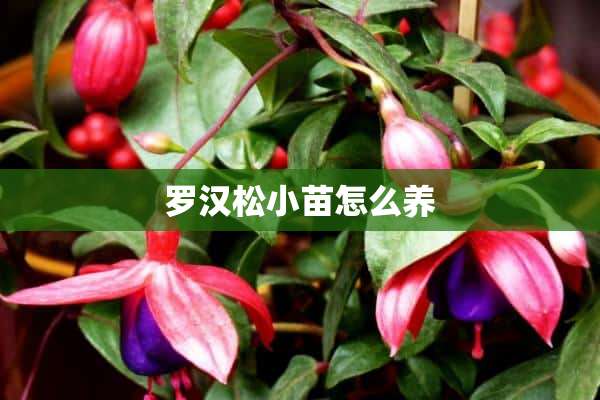 罗汉松小苗怎么养