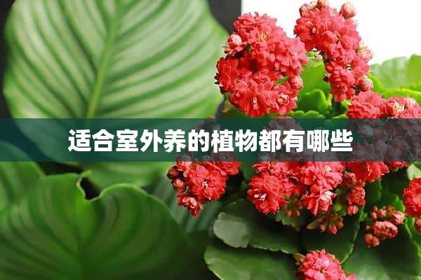 适合室外养的植物都有哪些