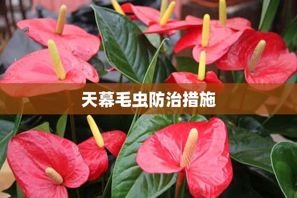 天幕毛虫防治措施