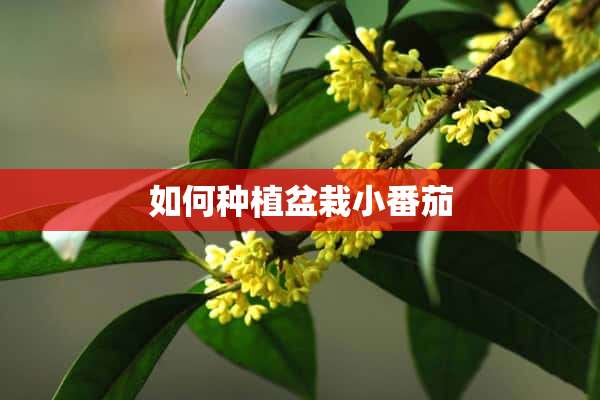 如何种植盆栽小番茄