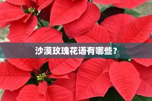 沙漠玫瑰花语有哪些？