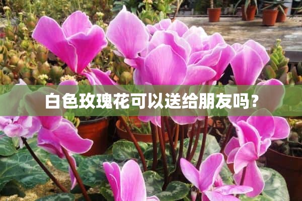 白色玫瑰花可以送给朋友吗？