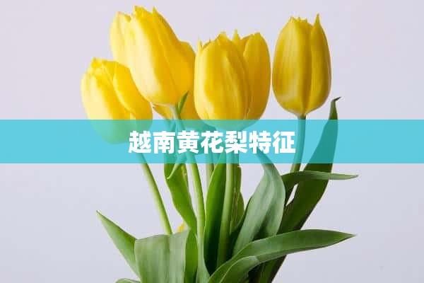 越南黄花梨特征