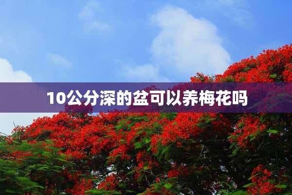 10公分深的盆可以养梅花吗