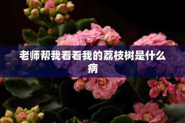 老师帮我看看我的荔枝树是什么病