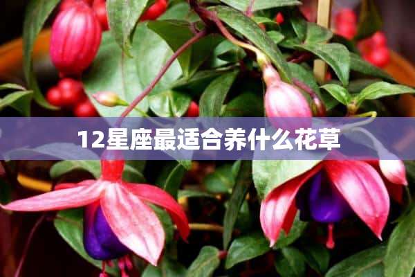 12星座最适合养什么花草