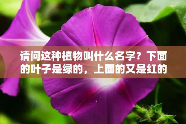 请问这种植物叫什么名字？下面的叶子是绿的，上面的又是红的。