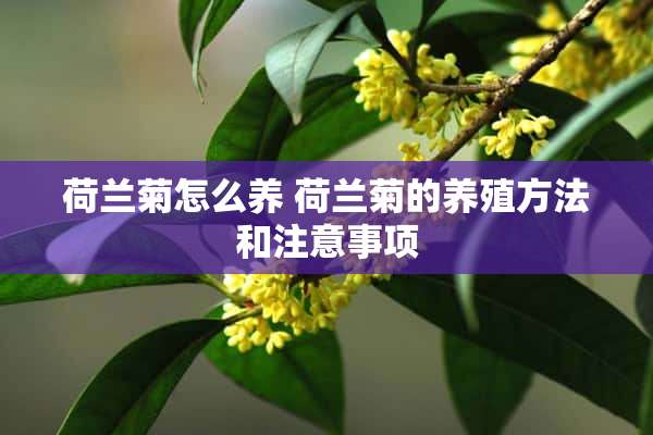 荷兰菊怎么养 荷兰菊的养殖方法和注意事项