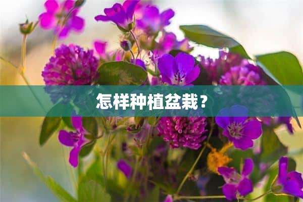 怎样种植盆栽？