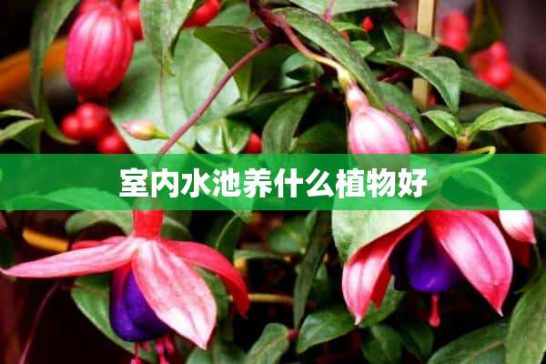 室内水池养什么植物好