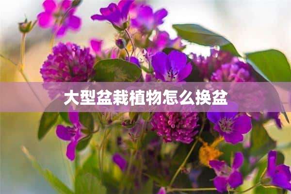 大型盆栽植物怎么换盆