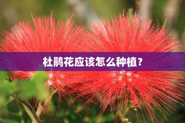 杜鹃花应该怎么种植？