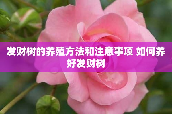 发财树的养殖方法和注意事项 如何养好发财树