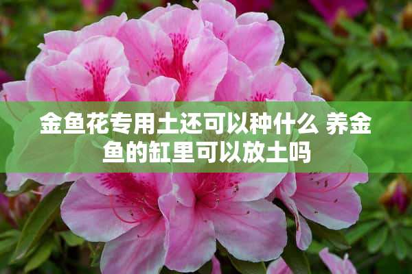 金鱼花专用土还可以种什么 养金鱼的缸里可以放土吗