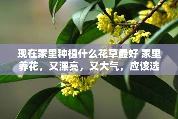 现在家里种植什么花草最好 家里养花，又漂亮，又大气，应该选哪种