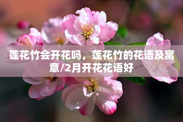 莲花竹会开花吗，莲花竹的花语及寓意/2月开花花语好