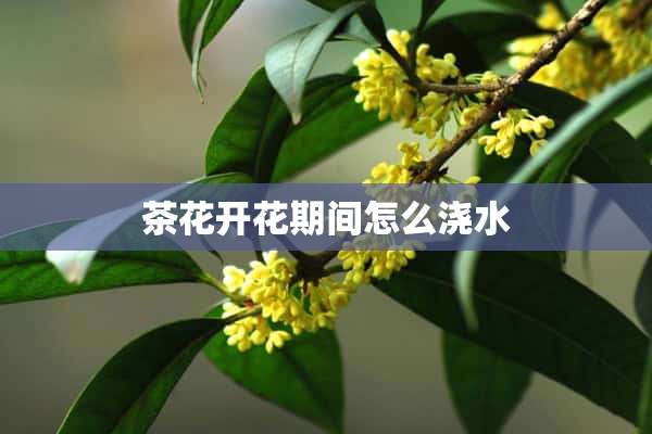 茶花开花期间怎么浇水