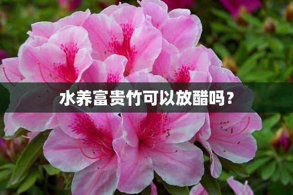 水养富贵竹可以放醋吗？