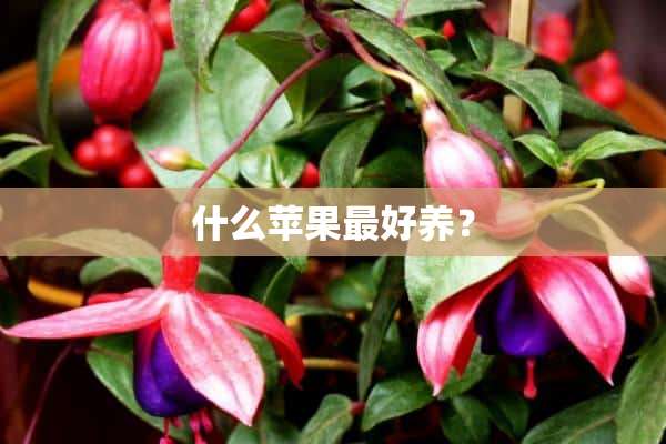 什么苹果最好养？