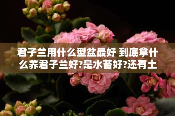 君子兰用什么型盆最好 到底拿什么养君子兰好?是水苔好?还有土好，求大神留言