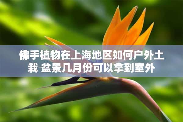 佛手植物在上海地区如何户外土栽 盆景几月份可以拿到室外