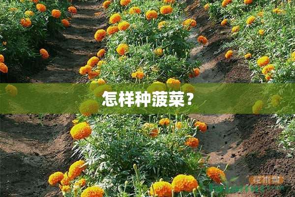 怎样种菠菜？