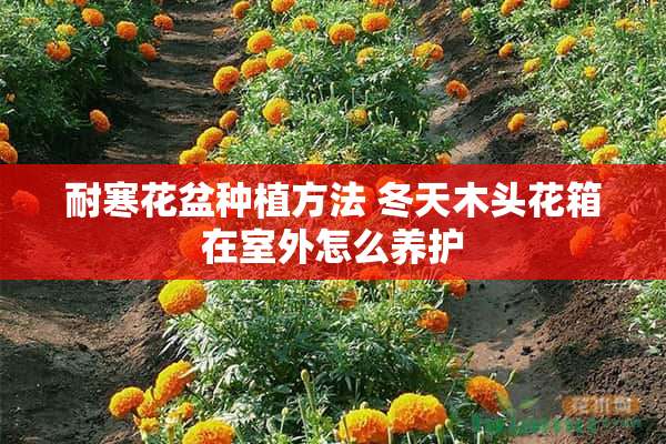 耐寒花盆种植方法 冬天木头花箱在室外怎么养护