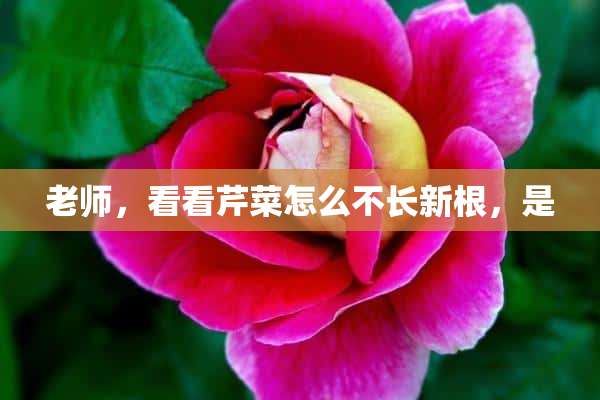 老师，看看芹菜怎么不长新根，是