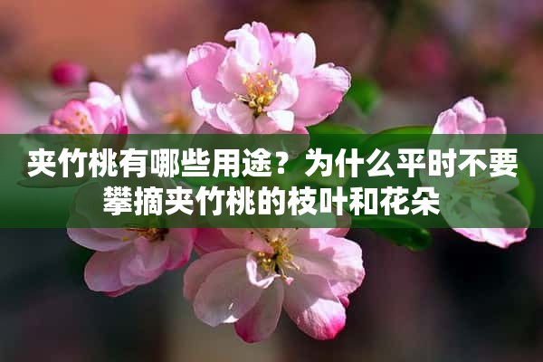 夹竹桃有哪些用途？为什么平时不要攀摘夹竹桃的枝叶和花朵