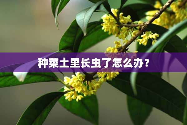 种菜土里长虫了怎么办？