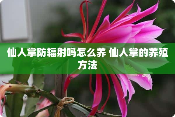 仙人掌防辐射吗怎么养 仙人掌的养殖方法