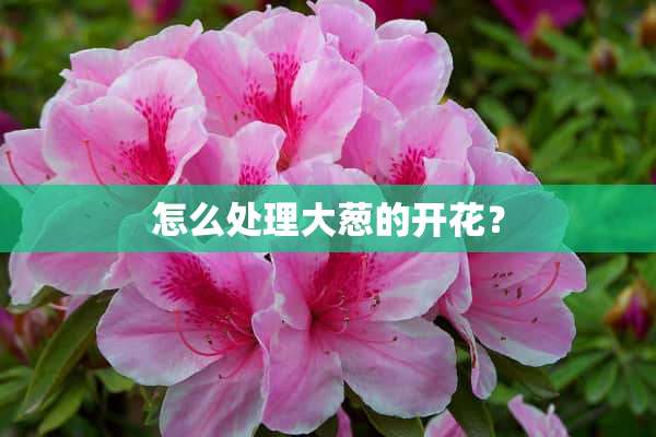 怎么处理大葱的开花？