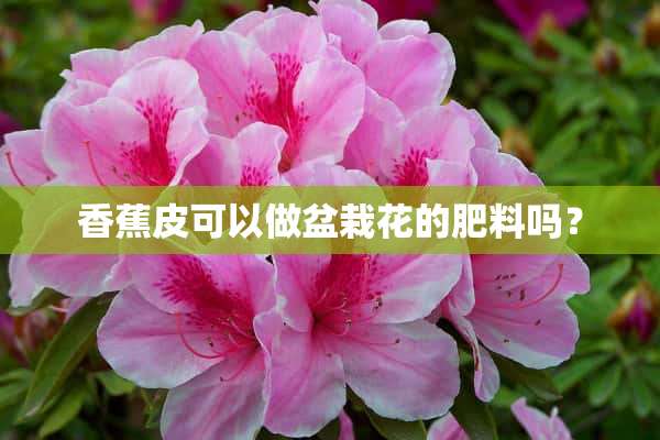 香蕉皮可以做盆栽花的肥料吗？