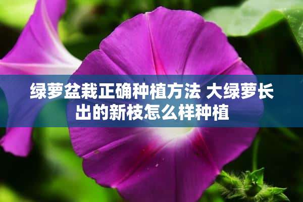 绿萝盆栽正确种植方法 大绿萝长出的新枝怎么样种植