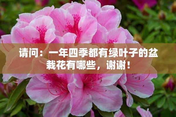 请问：一年四季都有绿叶子的盆栽花有哪些，谢谢！