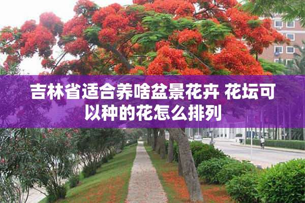 吉林省适合养啥盆景花卉 花坛可以种的花怎么排列