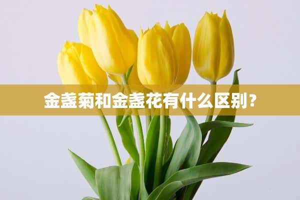 金盏菊和金盏花有什么区别？