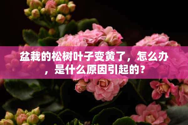 盆栽的松树叶子变黄了，怎么办，是什么原因引起的？