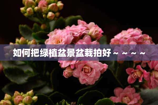 如何把绿植盆景盆栽拍好～～～～