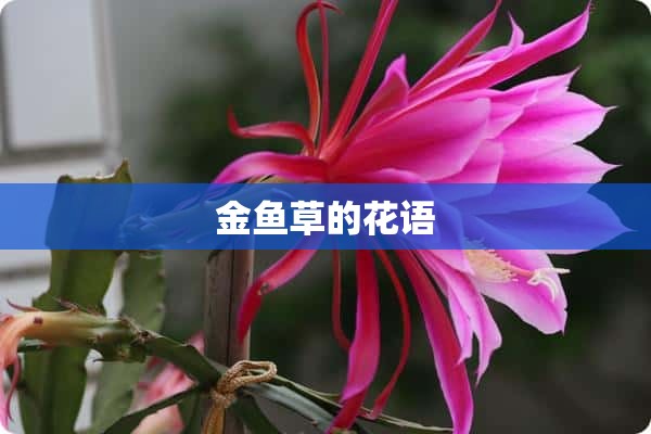 金鱼草的花语