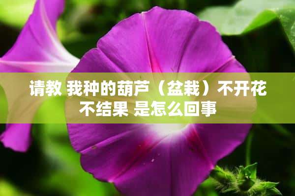 请教 我种的葫芦（盆栽）不开花不结果 是怎么回事