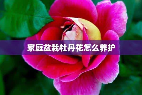 家庭盆栽牡丹花怎么养护