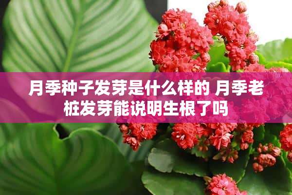 月季种子发芽是什么样的 月季老桩发芽能说明生根了吗