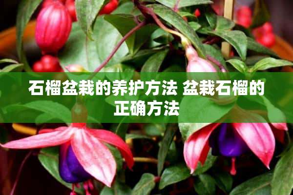 石榴盆栽的养护方法 盆栽石榴的正确方法